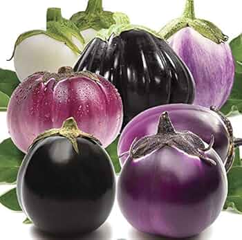 eggplantページ SHOP CHINESE EGGPLANT (SAMPLE) | Purvey'd